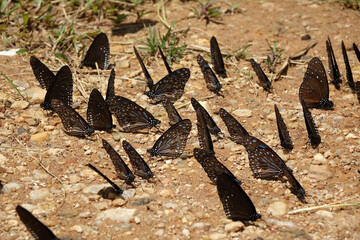 Butterflies eating salt on ground