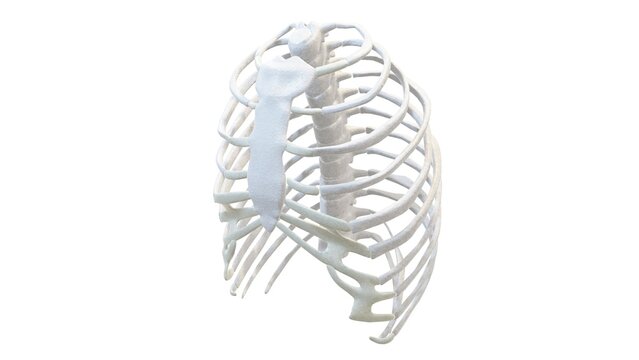 3D Image Illustration Render of Human Skeleton Anatomy from Various Viewpoints. Human skeleton: breast chest. Medically accurate 3D illustration.