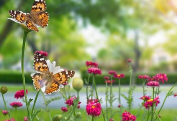 Colored butterflies fly on fresh wild flowers