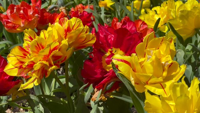 Flowering Tulip Monsella in a park in Ystad, Scania, Sweden, Scandinavia, Europe