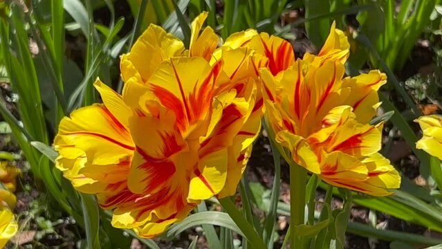 Flowering Tulip Monsella in a park in Ystad, Scania, Sweden, Scandinavia, Europe