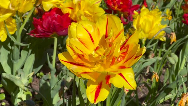 Flowering Tulip Monsella in a park in Ystad, Scania, Sweden, Scandinavia, Europe
