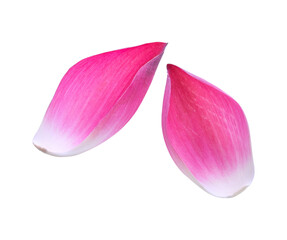 Fototapeta na wymiar Pink lotus lobes transparent png