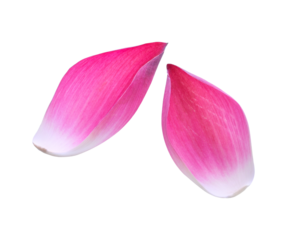 Pink lotus lobes transparent png