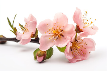 Peach flowers isolated white Background Generative Ai