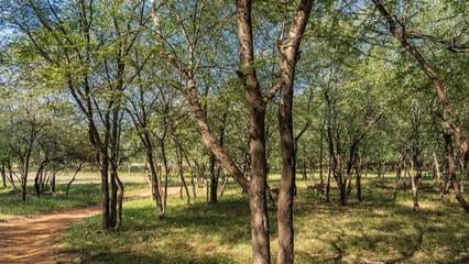 A dirt safari road winds through the jungle. Axis spotted deer walk between the trees. Green...