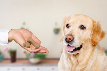 Person with pet dog at home. Giving biscuit.