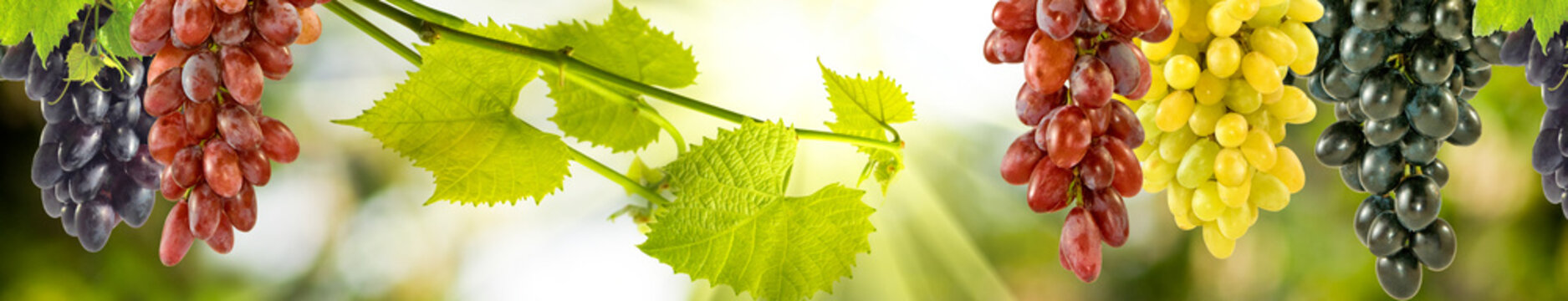 ripe grapes hanging in bunches on a green blurred background. Horizontal banner