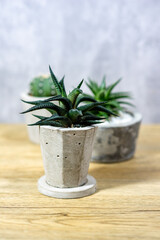 Cactus in a clay pot placed on a wooden table