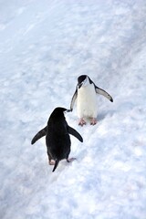 Photo of penguins walking across a snow-covered field in Antarctica © turventur