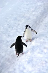 Photo of penguins walking across a snow-covered field in Antarctica © turventur