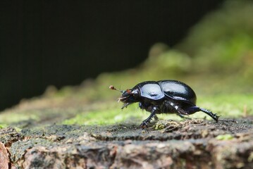state potato beetle