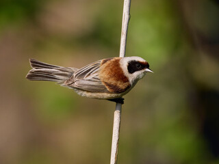 Eurasian penduline tit (Remiz pendulinus)