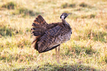 Black Bellied Bustard in the early morning light at Ngorongoro crater, Tanzania