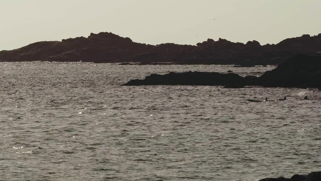 Cluster Of Dolfins, East Coast, Oman