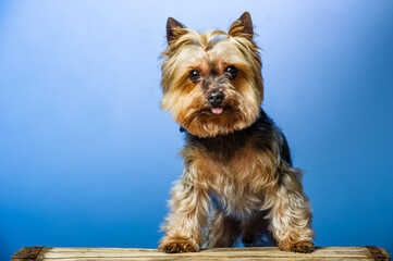 Young Exhibition Yorkshire Terrier in studio interior