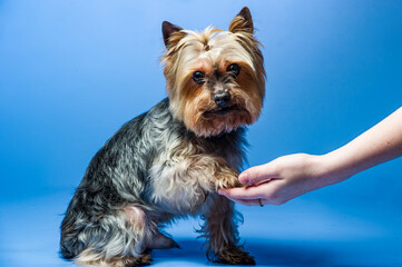 Young Exhibition Yorkshire Terrier in studio interior