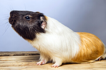 Studio portrait of a guinea pig on blue background