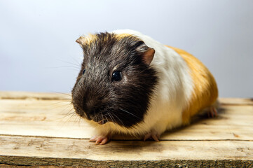 Studio portrait of a guinea pig on blue background