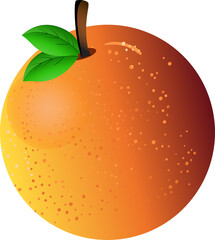 illustration of an orange