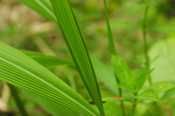 Obraz premium Blurred nature background and a close-up of tropical leaves frame in vibrant shades of green. Bristle grasses (Setaria palmifolia)