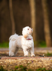 Bichon breed dog photography. A beautiful white bichon minitoy dog pet in a dog park standing.