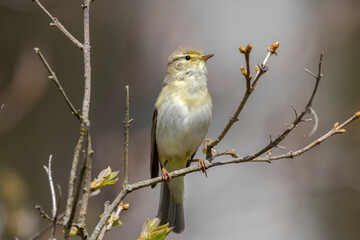 willow warbler