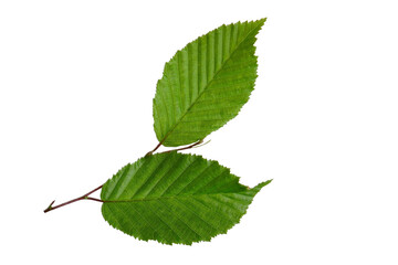 Elm tree branch with leaves 