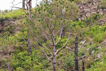 tree in the mountain forest 