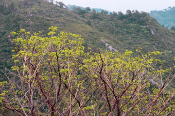 Greenery tree on a mountain 