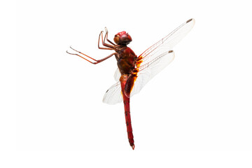 Close up of red dragonfly isolated on white background. Insect Animal.