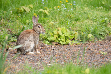 Naklejka na ściany i meble rabbit in the park