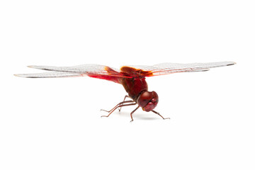 Close up of red dragonfly isolated on white background. Insect Animal.