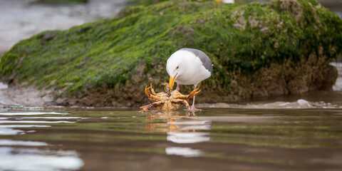 A seagull eating a crab on the beaches of Oregon