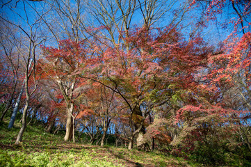 Autumn leaves 