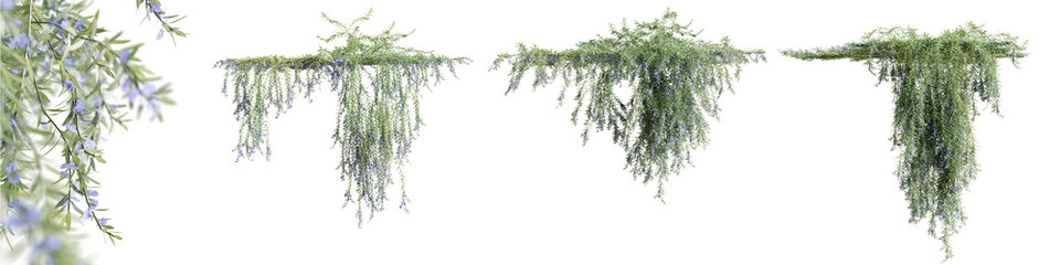 Set of Rosemarinus Officinalis creeper plant, isolated on transparent background. 3D render. © schab