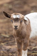 Baby fainting goat with blue eyes and ear tag staring at the camera on a ranch in Colorado