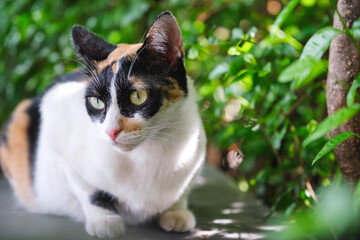 A tricolor cat sitting while playing around in the outdoors