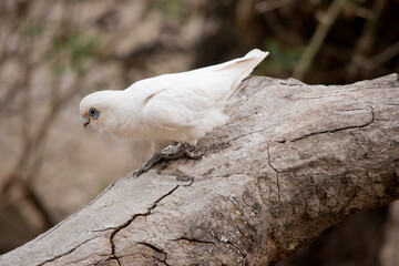 the little corella is walking on a log