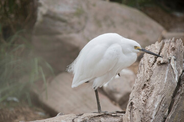 The little egret has a relatively short, thick neck, a sturdy bill, and a hunched posture. It is mainly white with a black beak