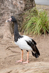 the magpie goose is walking around the park looking for food