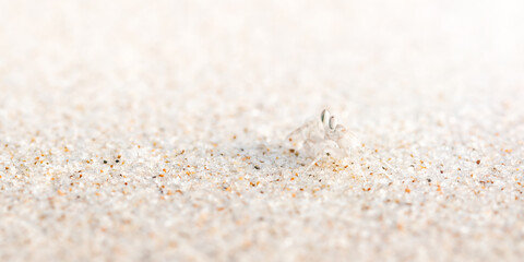 Crab on the white sandy beach. Small white crab walks sideways on the beach. Animals, nature, wildlife, science, zoology, biology. Play, joy, fun concepts. Thin focus line.