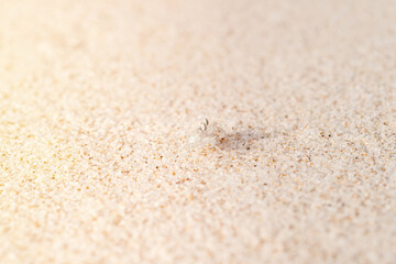 Fototapeta na wymiar Small white crab walks sideways on the beach. Crab on the white sandy beach. Play, joy, fun concepts. Thin focus line.