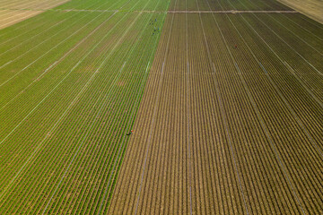 A field of corn is shown from above