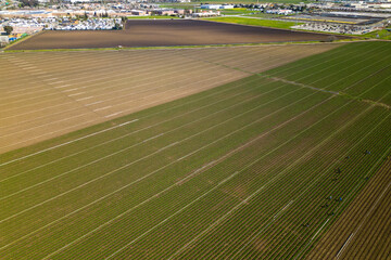 Fototapeta na wymiar A field of corn is shown from above
