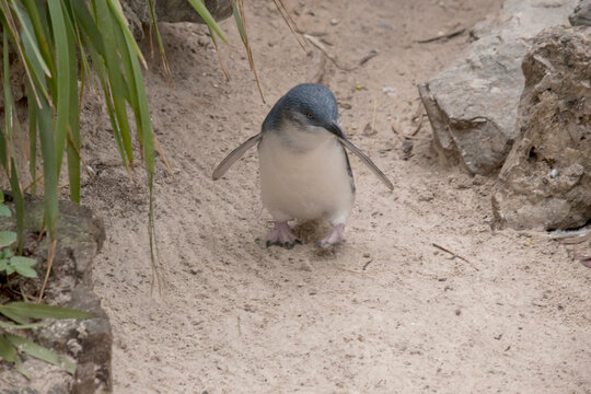 the little penguin, little blue penguin, or fairy penguins are small black and white bird that doesn't fly