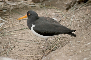 the pied oyster catcher has a black head and wings with a white under carriage. It has a thin orange beak and an orange ring around its eye
