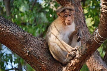 Sad monkey sitting lonely in tree.
