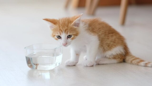 Cute domestic kitten drinking water from glass bowl
