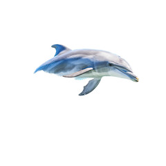 Obraz premium a Bottlenose Dolphin, jumping, Aquatic-themed, square format, photorealistic illustrations on a transparent background cutout in PNG. generative ai